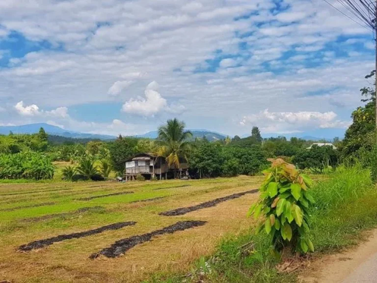 ขายที่ดินติดถนนลาดยาง ติดลำเหมือง วิวเขาสวย แม่แตง เชียงใหม่