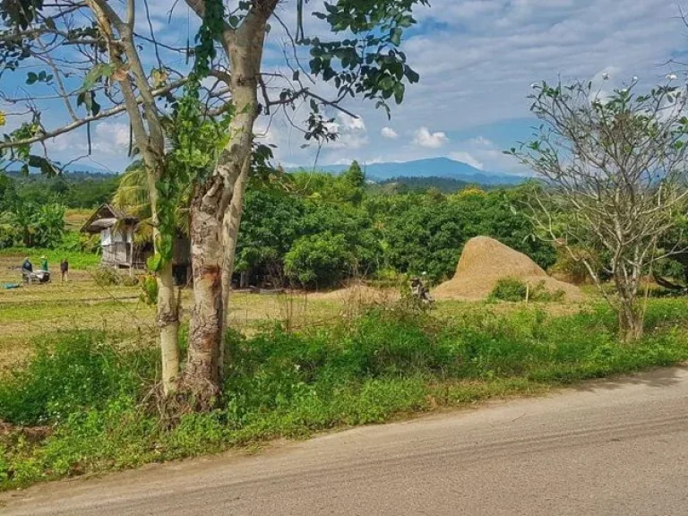 ขายที่ดินติดถนนลาดยาง ติดลำเหมือง วิวเขาสวย แม่แตง เชียงใหม่