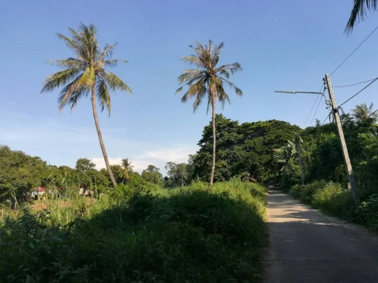 ขายที่ดิน 8 ไร่ วิหารขาว ข้างโรงเรียนเทคนิค 2 สิงห์บุรี