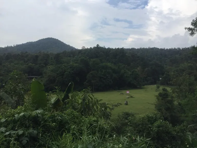 ขายที่ดิน 6 ไร่ ดอยสะเก็ด เชียงใหม่ ใจกลางธรรมชาติ บรรยากาศดี