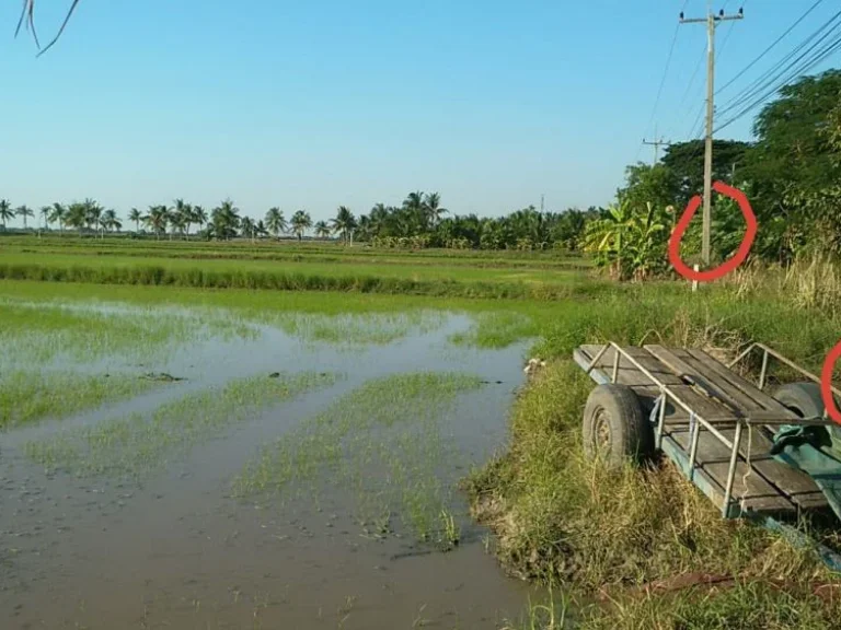 ขายที่ดิน 4ไร่ ตดอนฉิมพล อบางน้ำเปรี้ยว เจ้าของขายเอง