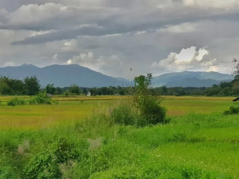 ขายที่นาติดถนนคอนกรีต ติดลำเหมือง วิวสวยโฉนด ที่ตั้ง ตสันป่ายาง อแม่แตง จเชียงใหม่ เนื้อที่ 6 ไร่เศษ ต้องการขายยกแปลงไร่ละ 700000 บาท ราคาต่อรองเ