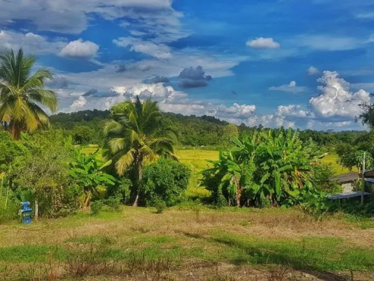 ขายที่ดินติดทางหลวงสาย 3009 แม่ริม-บ้านไร่ โฉนด ที่ตั้ง ตสันป่ายาง อแม่แตง จเชียงใหม่ เนื้อที่ 1 งาน 96 ตารางวา ต้องการขาย 1500000 บาท ราราต่อรอ