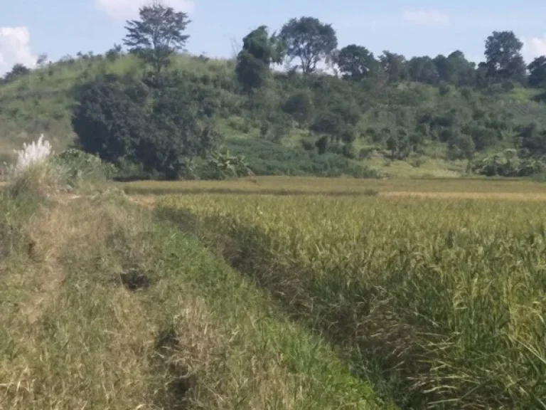 ขายที่ดิน50ไร่ใกล้เมืองตดอยฮางใกล้วัดพุทธอุทยาน-ดอยอินทรีย์เป็นที่นาผสมที่เนิน มีไฟฟ้าประปา ติดถนนสาธารณะ โทร0842847102