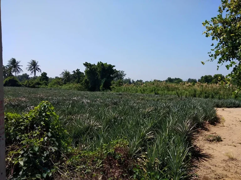 ขายที่ดิน จังหวัดประจวบคีรีขันธ์