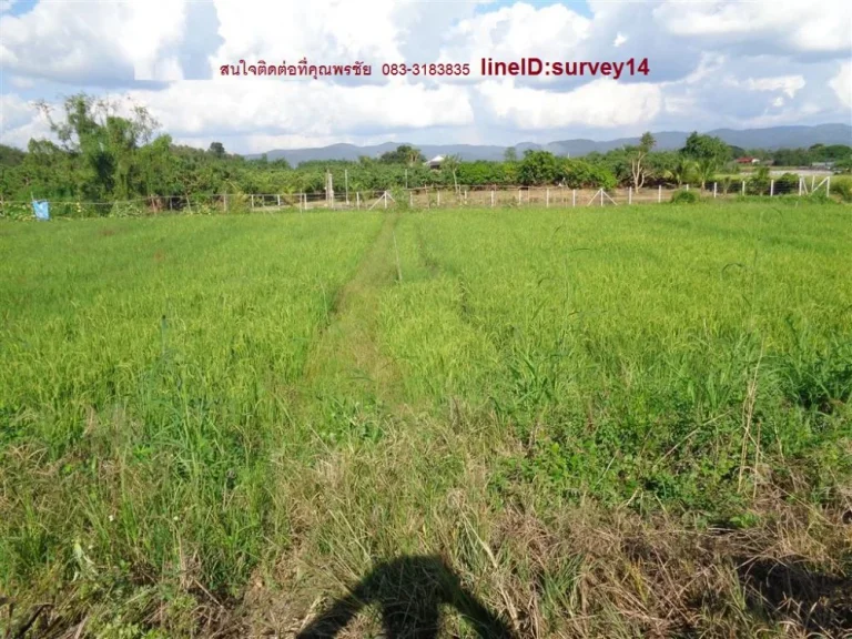 ขายที่นา0-1-809ไร่ติดถนนคันคลองชลประทานที่มาจากคลองชลประทานสายหลักขี้เหล็กไปยังบ้านน้ำหลงและได้ทำเป็นถนนคอนกรีตมาเกือบถึงที่ดินแปลงนี้แล้วจึงเหมา