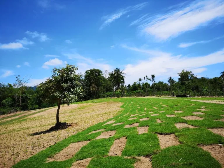 ขายที่ดินชลบุรี ติดลำห้วยธรรมชาติ ใกล้น้ำตกชันตาเถร -- Land for sell in Bangpra Sriracha with natural stream