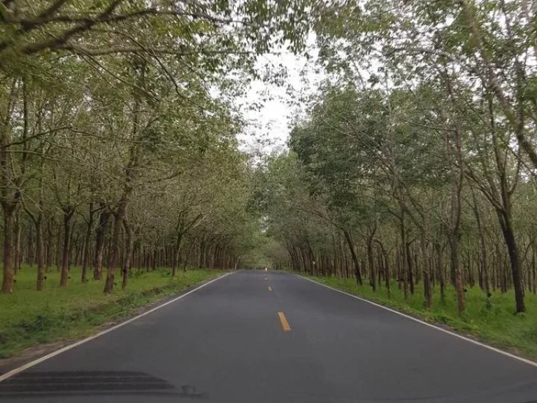 ขายที่ดินใกล้ทะเล ซีวิว หาดไม้ขาว 81 ไร่ 43 ตรว ตไม้ขาว อถลาง ภูเก็ต