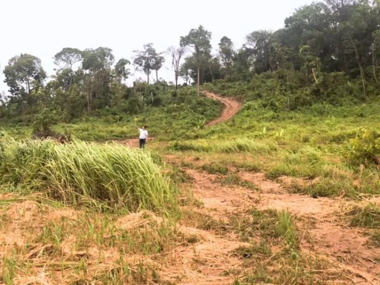 ขายที่ดินใกล้ทะเล ซีวิว หาดไม้ขาว 81 ไร่ 43 ตรว ตไม้ขาว อถลาง ภูเก็ต