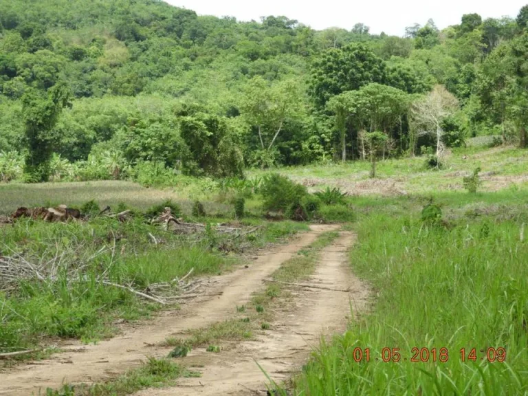 ขายที่ดินใกล้ทะเล ซีวิว หาดไม้ขาว 81 ไร่ 43 ตรว ตไม้ขาว อถลาง ภูเก็ต