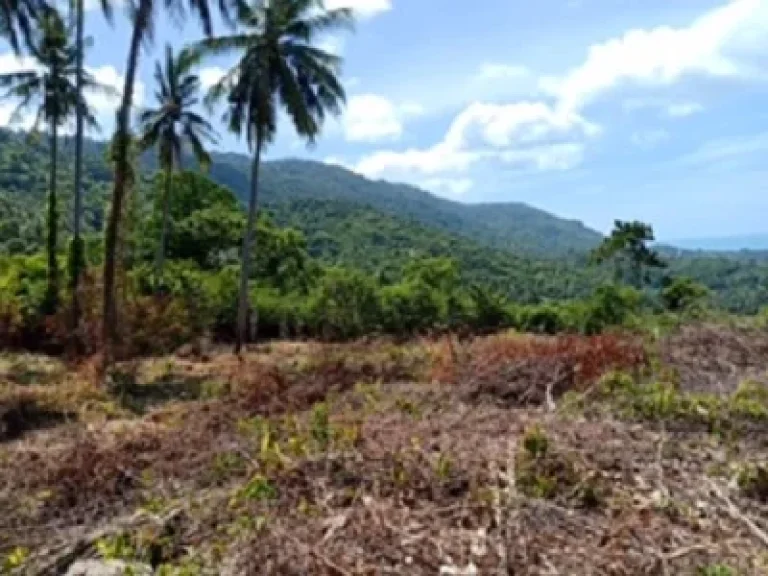 ขายที่ดินเกาะสมุย บนเขาหัวโล้น จังหวัดสุราษฎธานี