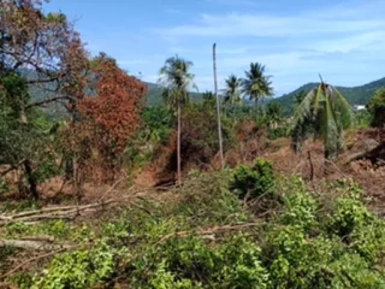 ขายที่ดินเกาะสมุย บนเขาหัวโล้น จังหวัดสุราษฎธานี