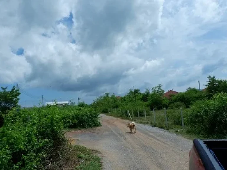 ขายที่ดินนากุ้ง 11 ไร่ อำเภอปราณบุรี จังหวัดประจวบคีรีขันธ์