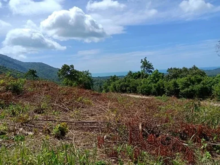 ขายที่ดินบนเขาหัวโล้น เกาะสมุย จังหวัดสุราษฎธานี