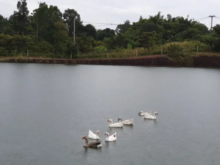 ขายรีสอร์ทดอยสะเก็ด พร้อมเริ่มกิจการได้เลยมีบึงน้ำใหญ่ วิวดอยบรรยากาศดี