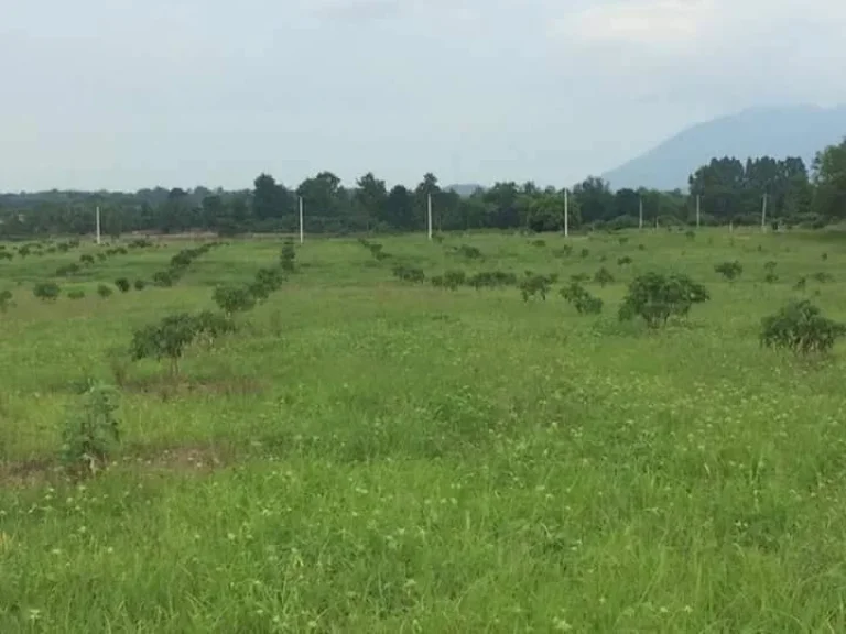 ขายที่ดินพร้อมสวนลำไยแถมบ้านสองหลัง ทับช้าง สอยดาว จันทบุรี