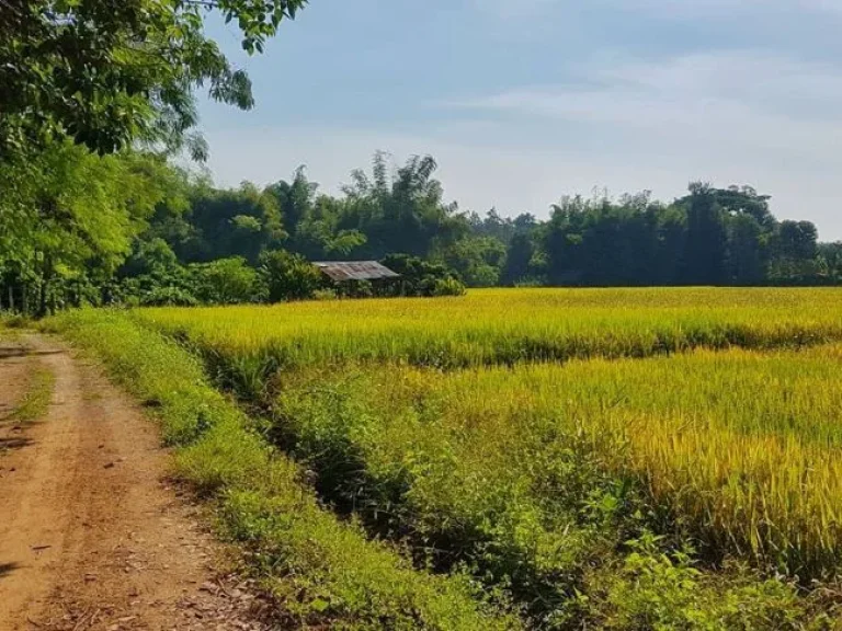 ขายที่นาแปลงสวย วิวเขา โฉนด ราคาไม่แพง ที่ตั้ง ตห้วยทราย อแม่ริม จเชียงใหม่ เนื้อที่ 1 ไร่ 54 ตารางวา ต้องการขาย 135 ล้านบาท ราคาต่อรองเจ้าของได้