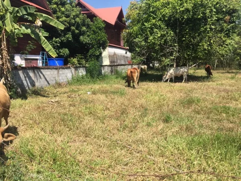 ขายที่ดิน 1-0-46 ไร่ เหมาะทำบ้านสวน บแดงน้อย ตบ้านทุ่ม อเมืองจขอนแก่น