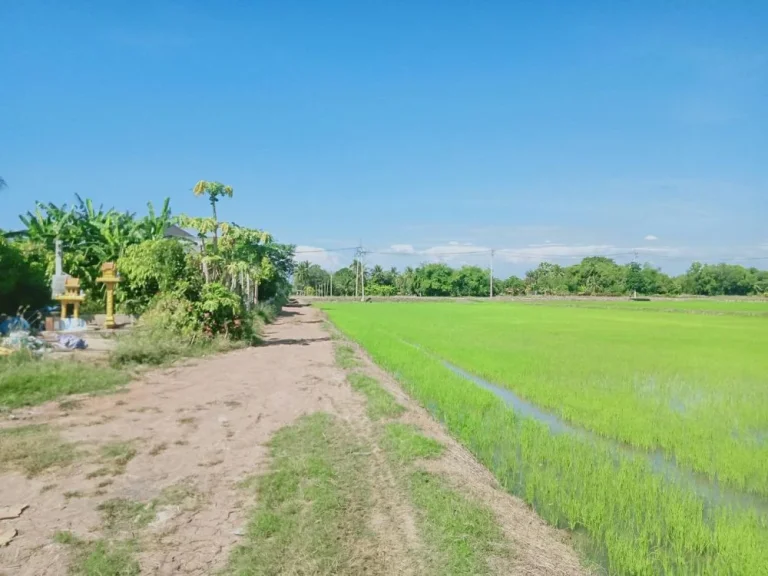 ขายที่ดินพร้อมบ้านมือสอง 100 ตรวคลอง 21 ห่างถ5006 - 3 กม อบางน้ำเปรี้ยว จฉะเชิงเทรา