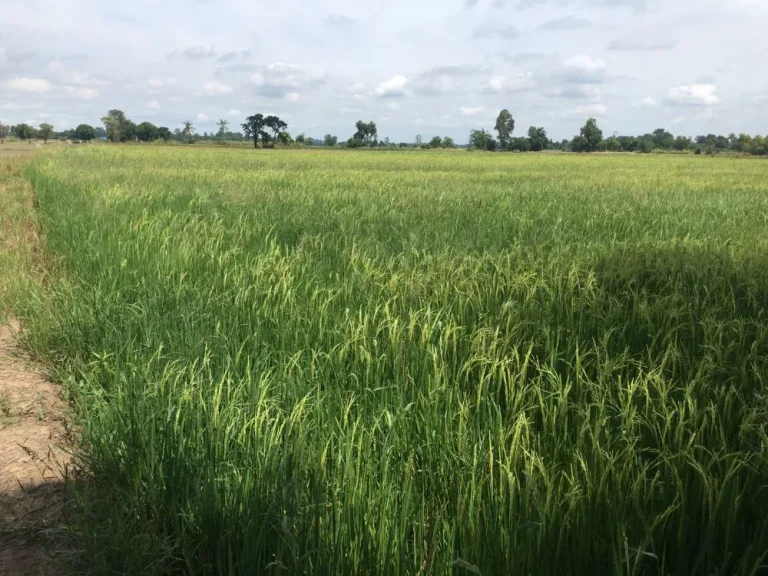 Land is very rich farmland a very beautiful field planted with perennial forests