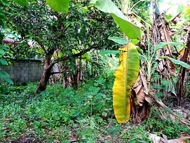 ขายที่ดิน ถนนบ่อสร้าง ซอย 6 ตำบลต้นเปา อำเภอสันกำแพง จังหวัดเชียงใหม่