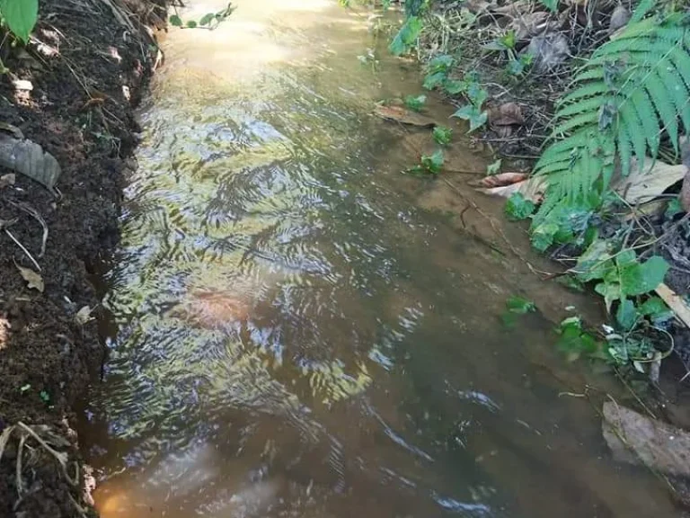 ขายที่ดินเชียงดาง ธารน้ำไหลผ่าน วิวดอยหลวง ราคาถูก