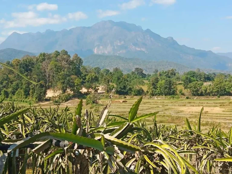 ขายที่ดินเชียงดาง ธารน้ำไหลผ่าน วิวดอยหลวง ราคาถูก