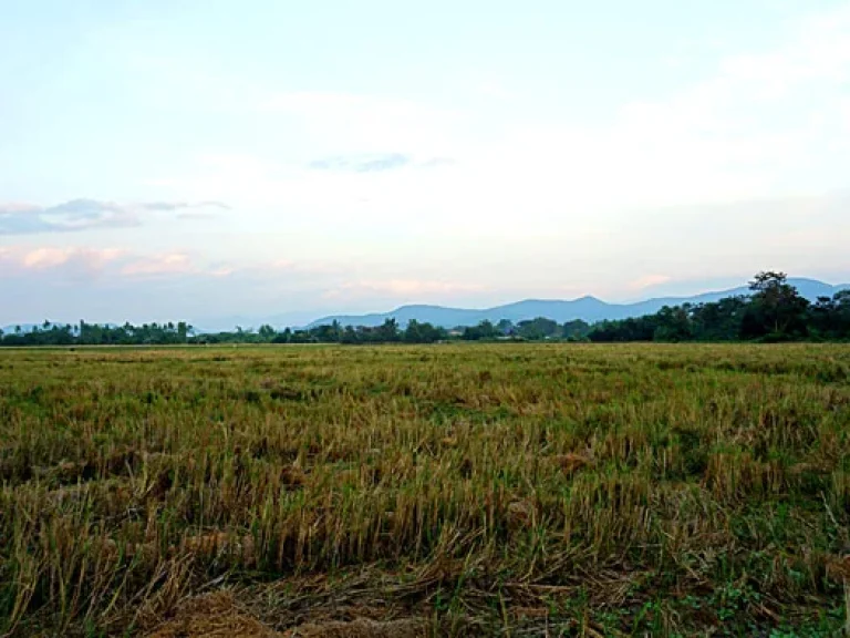 ขายที่ดิน ใกล้เทศบาลตำบลห้วยทราย ตำบลห้วยทราย อำเภอสันกำแพง จังหวัดเชียงใหม่