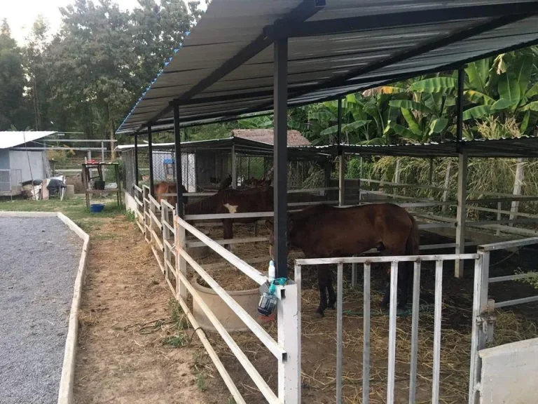 Land Farm with Wooden House for sale Chiang Mai