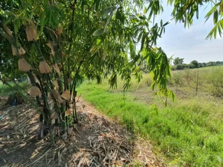 ขายที่ดินคลอง 11หนองเสือ 5ไร่ พร้อมบ่อน้ำแล้ว พร้อมบ้าน พร้อมสวน เหมาะทำการเกษตร หรือทำฟาร์มเล็กๆ