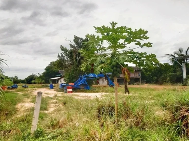 ขายที่ดิน ใกล้อ่างเก็บน้ำคลองหลวง รัชชโลทร อเกาะจันทร์ ชลบุรี