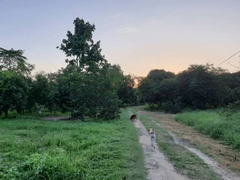 ที่สวน ราคาถูก รีบขาย ได้ติดคลอง เเละวิวเขา