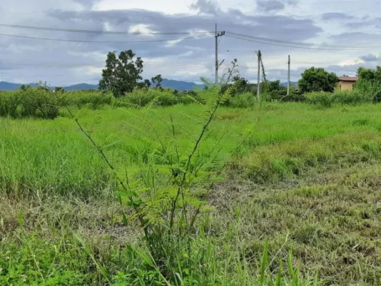 ชีวิตใหม่