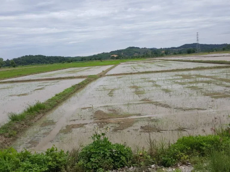 ขายที่ดินเชียงราย แม่จัน จอมสวรรค์ บ้านบ่อก้าง