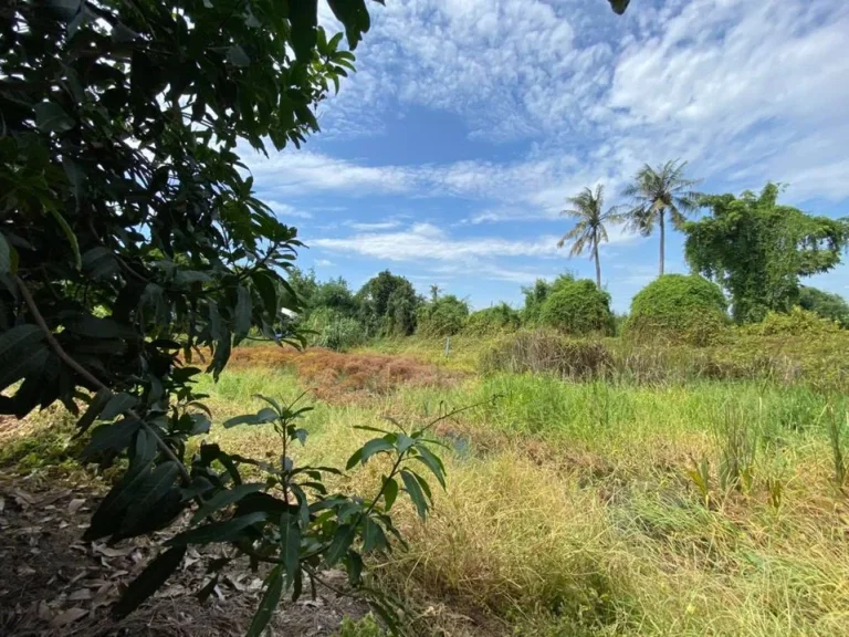 ขายด่วน ที่ดินติดริมแม่น้ำเจ้าพระยา ซอยวัดโบสถ์ ตสามโคก อบางกระบือ จปทุมธานี