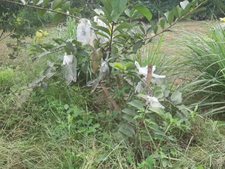 ที่ดินเปล่าติดลำน้ำแม่ริม เชชียงใหม่