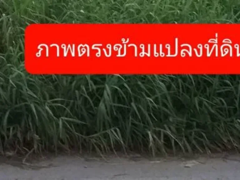 ที่ดิน971 ตารางวา ถนนศรีนครินทร์ ซศรีด่าน 35 ถนนสุขุมวิท ซสุขุมวิท 113