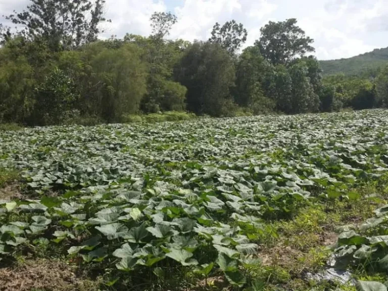 ขายที่ดินจังหวัดสงขลา