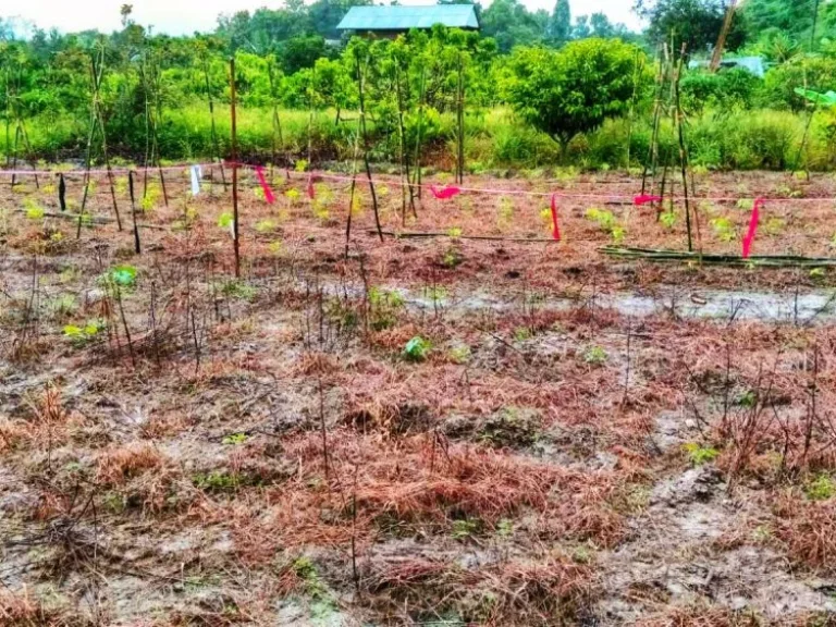 เป็นอีกหนึ่งแปลงที่คุณไม่ควรพลาด ขายที่ดินทำเลดี ติดถนนหลวงสาย 101 น่าน - ทุ่งช้าง ใกล้อบตพญาแก้ว อเชียงกลาง จน่าน