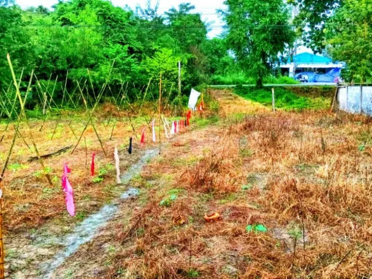 เป็นอีกหนึ่งแปลงที่คุณไม่ควรพลาด ขายที่ดินทำเลดี ติดถนนหลวงสาย 101 น่าน - ทุ่งช้าง ใกล้อบตพญาแก้ว อเชียงกลาง จน่าน