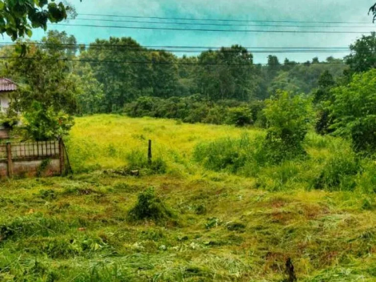 เป็นอีกหนึ่งแปลงที่คุณไม่ควรพลาด ขายที่ดินทำเลดี ติดถนนหลวงสาย 101 น่าน - ทุ่งช้าง ใกล้อบตพญาแก้ว อเชียงกลาง จน่าน