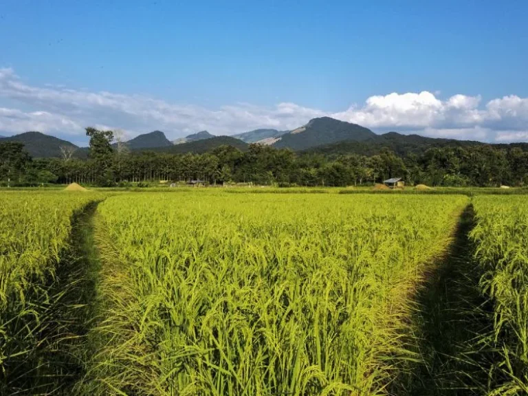 ขายที่ดินทำเลดีแบบทุ่งนา บรรยากาศเยี่ยม เห็นวิวภูเขาสวย เหมาะสำหรับสร้างที่อยู่อาศัย หรือโฮมสเตย์ ไม่ไกลจากตัวอำเภอ