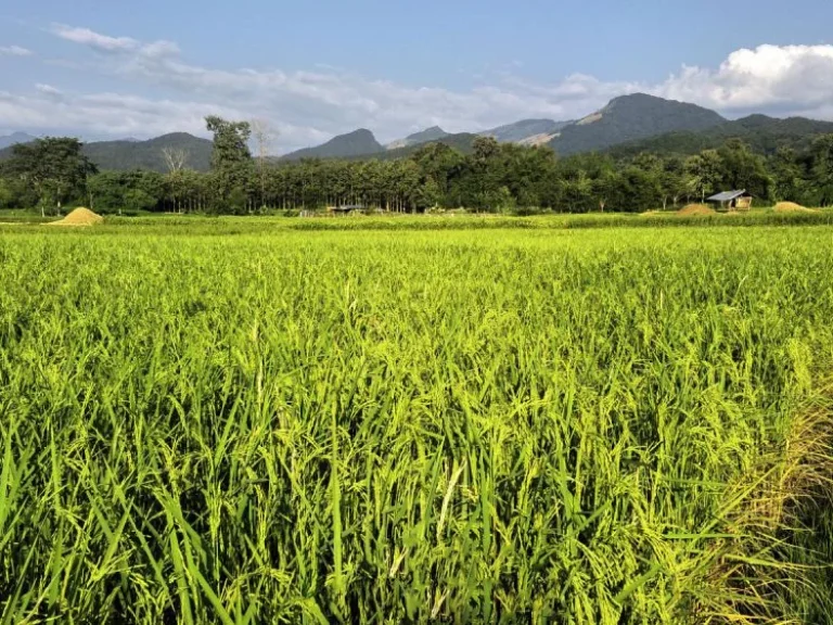 ขายที่ดินทำเลดีแบบทุ่งนา บรรยากาศเยี่ยม เห็นวิวภูเขาสวย เหมาะสำหรับสร้างที่อยู่อาศัย หรือโฮมสเตย์ ไม่ไกลจากตัวอำเภอ