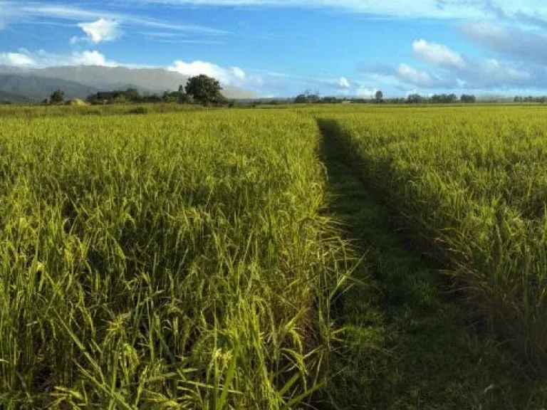 ขายที่ดินทำเลดีแบบทุ่งนา บรรยากาศเยี่ยม เห็นวิวภูเขาสวย เหมาะสำหรับสร้างที่อยู่อาศัย หรือโฮมสเตย์ ไม่ไกลจากตัวอำเภอ