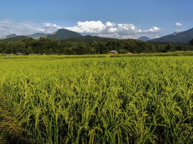 ขายที่ดินทำเลดีแบบทุ่งนา บรรยากาศเยี่ยม เห็นวิวภูเขาสวย เหมาะสำหรับสร้างที่อยู่อาศัย หรือโฮมสเตย์ ไม่ไกลจากตัวอำเภอ