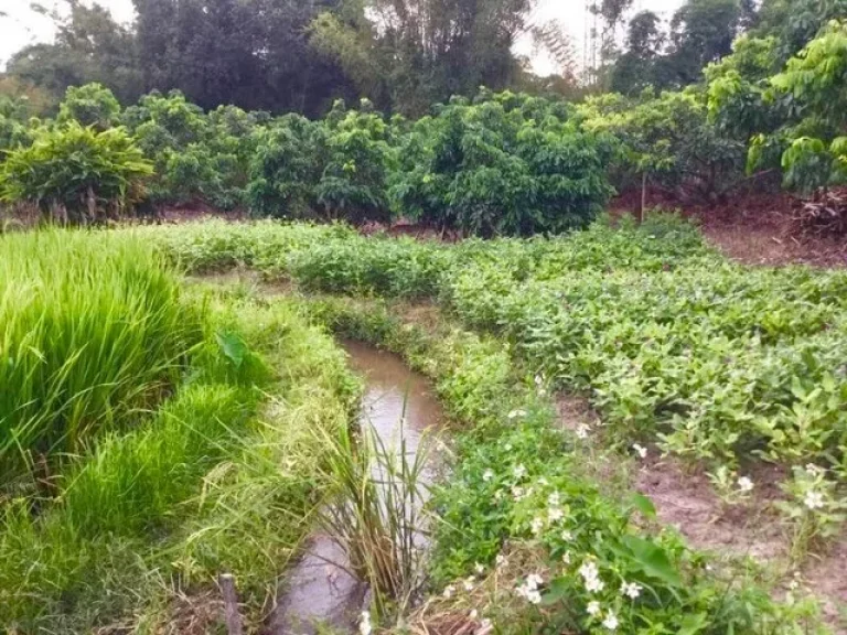 ที่โฉนด ที่นา และสวน วิวสวย บรรยากาศดีมาก ติดลำน้ำแม่ริม