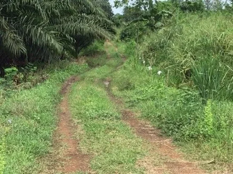 ที่ดิน45ไร่ ตสองพี่น้อง อแจ่งกระจาน จเพชรบุรี