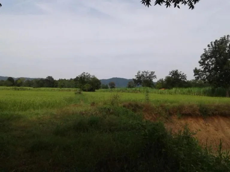 ขายที่ดิน 8 ไร่ ถนนสาย 2260บ้านกุดตาเพชร-ป่าซับลังกา ตลำสนธิ อลำสนธิ จลพบุรี