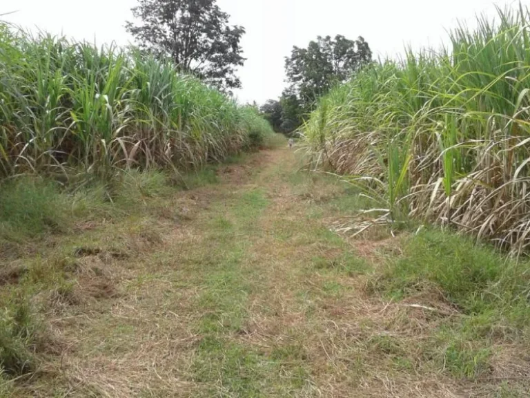 ขายที่ดิน 8 ไร่ ถนนสาย 2260บ้านกุดตาเพชร-ป่าซับลังกา ตลำสนธิ อลำสนธิ จลพบุรี