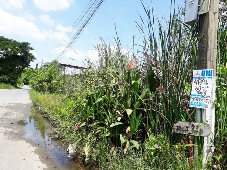 ที่ดินพร้อมสิ่งปลูกสร้าง 60ตรว พุทธมณฑลสาย2